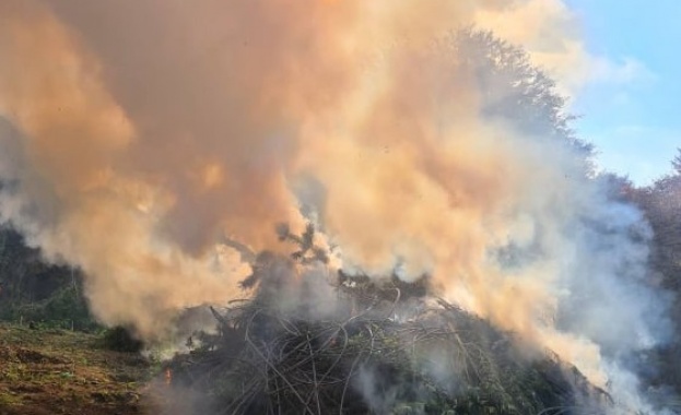 Почти 1 5 т канабис бяха изкоренени и унищожени вчера в