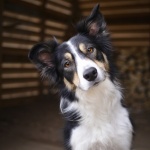 Пет породи кучета подходящи за семейства с деца