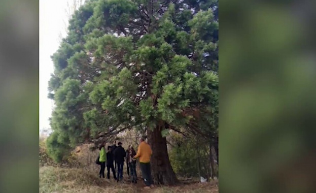 Брутално посегателство срещу гигантска секвоя в столичния район Овча купел