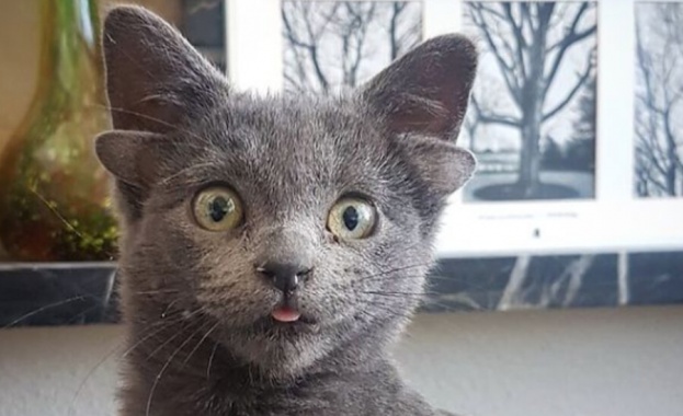 Котка с четири уши стана хит в Instagram