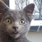 Котка с четири уши стана хит в Instagram