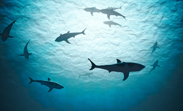 Множество плажове по западното крайбрежие на Австралия бяха затворени заради