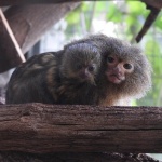 Бебе мармозетка – джудже се роди в Столичния зоопарк