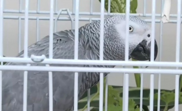 Издирването на най известния папагал у нас Джаро приключи след