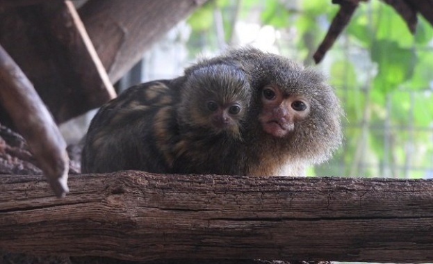Двойката мармозетки - джуджета в бранш „ Примати  на