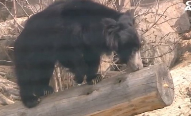 Най новият обитател на столичния зоопарк бърнестата мечка Шрея с