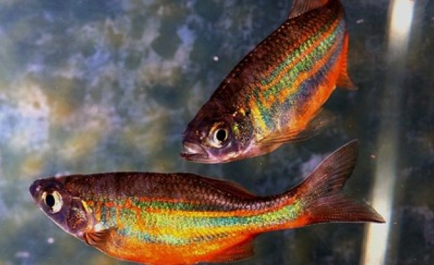 Учени откриха при риби способността да предсказват бъдещето