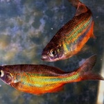 Учени откриха при риби способността да предсказват бъдещето