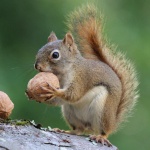 Катериците засаждат хиляди нови дървета всяка година