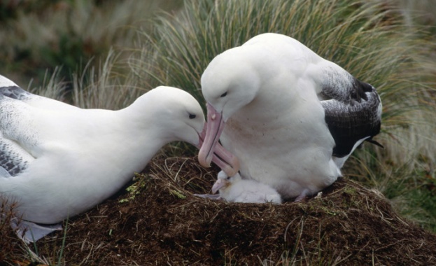Албатросите едни от най лоялните и моногамни същества в света са