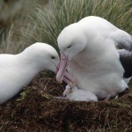 Защо албатросите все по-често се „развеждат“