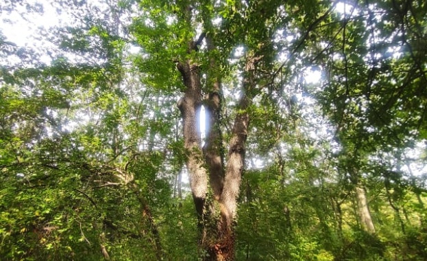 Министърът на околната среда и водите Асен Личев обяви статут