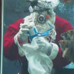 Дядо Коледа се появи изненадващо в аквариум