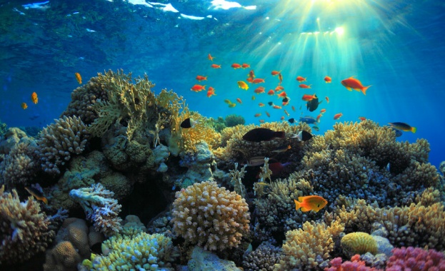 Кораловите рифовете в западната част на Индийския океан за изложени