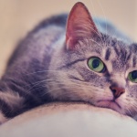 8 август – Международен ден на котките