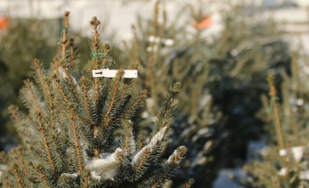 Министерството на земеделието продава коледни елхи с благотворителна цел в