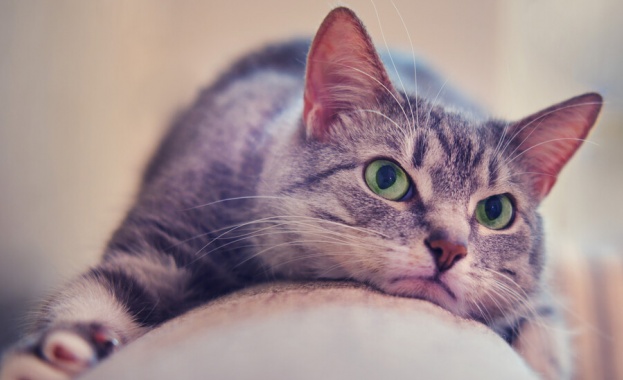 Британски учени установиха че почти всяка домашна котка проявява признаци