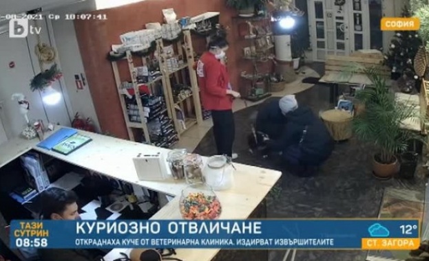 Куриозно отвличане в столицата откраднаха куче от ветеринарна клиника