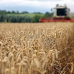 Очаква се ново увеличение на цената на хляба