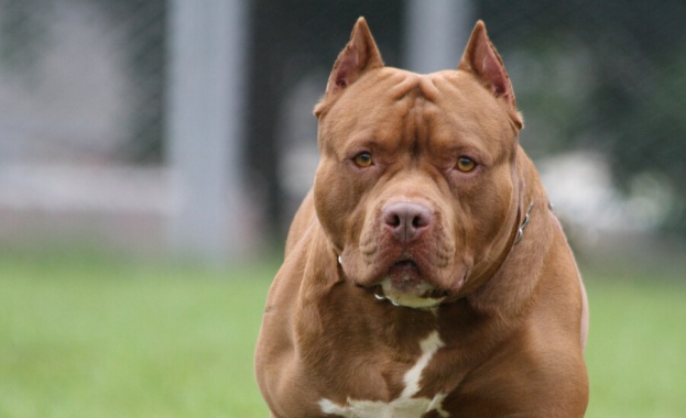 Нов случай на нападение от агресивна порода куче Скандалният случай