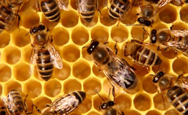 България заема важно място в пчеларството в Европейския съюз, като