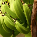 Зелените банани са полезни за здравето по много начини