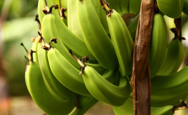 Според гастроентеролога Алена Поташева употребата на зелени неузрели банани е