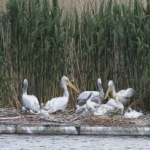 Рекорд: 92 двойки пеликани в най-голямата дива колония у нас 