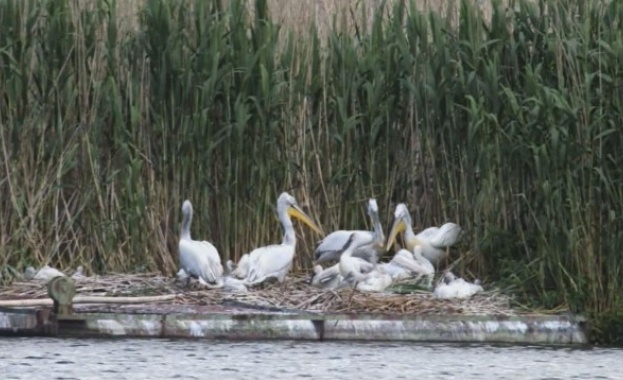 Пеликаните в резервата Сребърна край Силистра с предколеден подарък Вече
