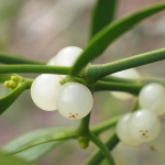 Имелът - един от символите на Коледа, за който се знае малко 