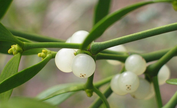 Имелът е един от символите на предстоящия празник Коледа Клонката