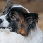 Протестиращи настояват за ефективна присъда на шофьора, прегазил куче в Пазарджишко