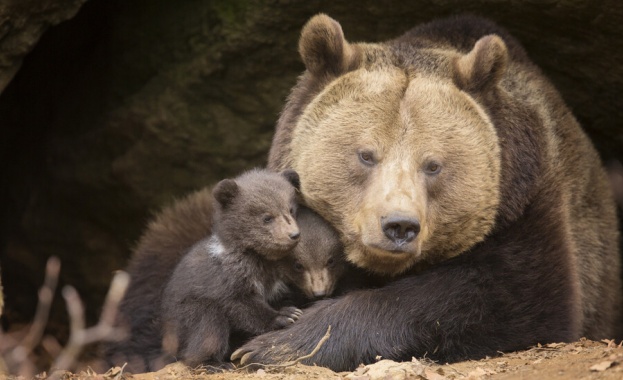 Квартал в американския град Чесапийк беше блокиран от полицията Причината