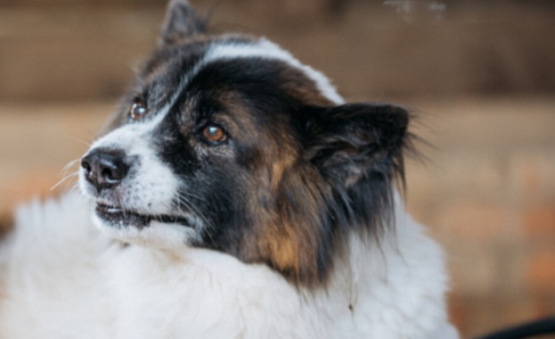 Прегазеното край пазарджишкото село Мало Конаре куче Роска е оперирано