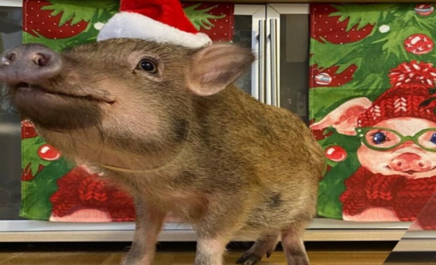 Необикновена история за прасето което оживя след Коледа Неговото