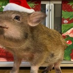 Среща с прасе домашен любимец, покорило Instagram