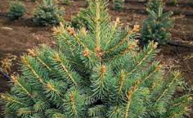 На Коледа освен без трапеза не може и без елха