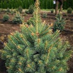 Колко поскъпват елхите тази година