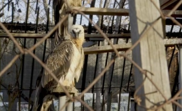 През празничните дни в Спасителния център за диви животни в