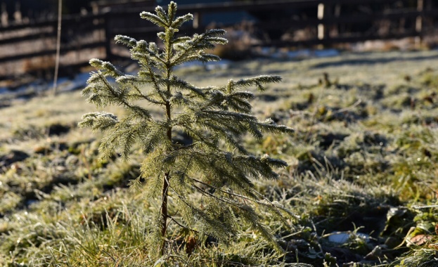 Общината в Търговище обособи места за засаждане на живи коледни