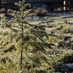 В Търговище засаждат коледни елхи в парка