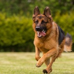 Полицейско куче намери на летището в Милано кокаин, скрит в инвалиден стол