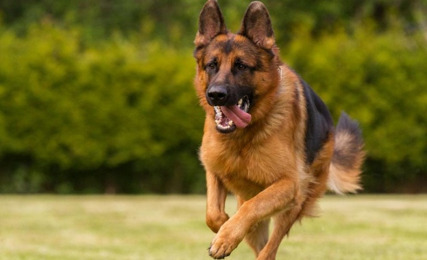 Куче обучено да намира наркотици помогна на граничните власти на