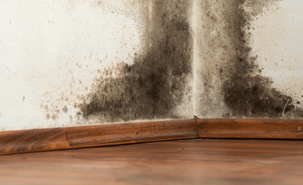 Мухъл и мръсотия в къща за гости в Сапарева баня.