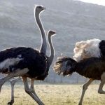 Щрауси се разхождаха по улиците на китайски град