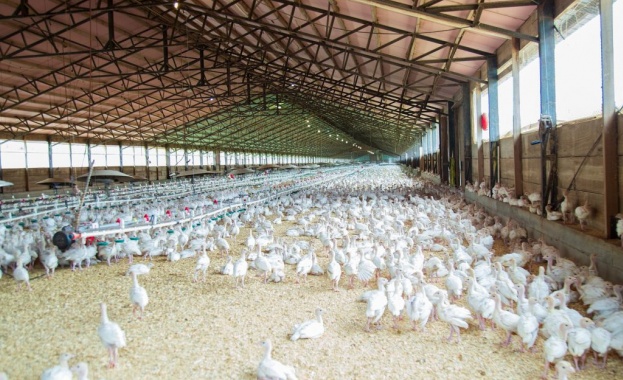 Започва евтаназирането по хуманен начин на пекинските патици във фермата