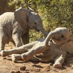 Слониците Фрося и Луиза пристигнаха в столични зоопарк