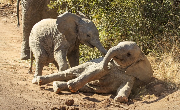 Столичният зоопарк се сдоби с две нови слоници Фрося и