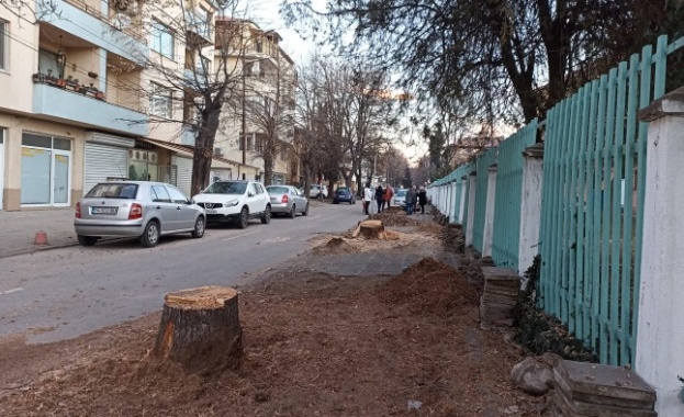 Недоволство в Пазарджик срещу изсичане на липи Недоволство в Пазарджик срещу изсичане на липи