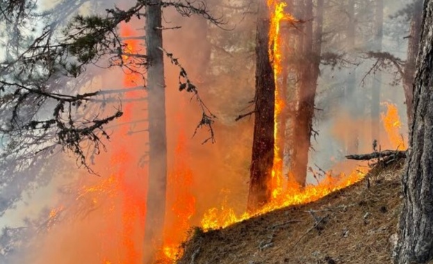 Около 100 горски служители и пожарникари гасят пожара в иглолистните